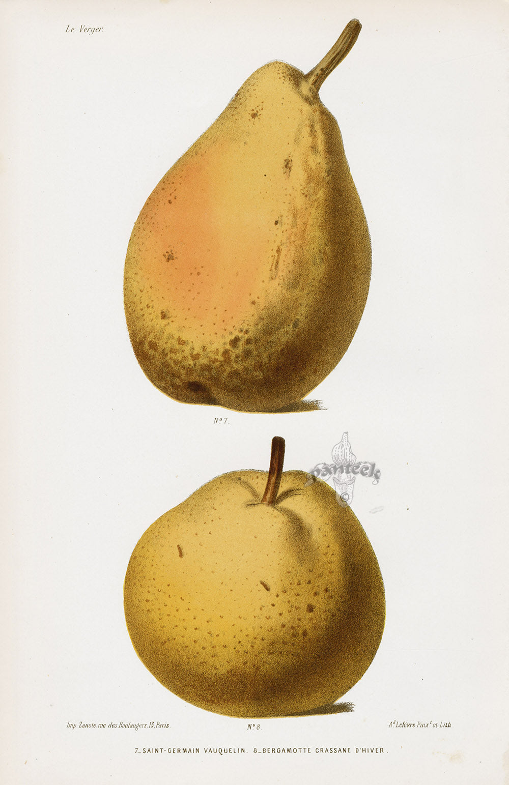Mas Antique Fruit Print 1866 St. Germain, Crassane Pears