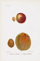 Mas Antique Fruit Print 1866 Troyes, Smock Peach - Panteek Antique Prints