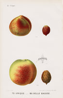 Mas Antique Fruit Print 1866 Unique, Belle Bausse Peach - Panteek Antique Prints