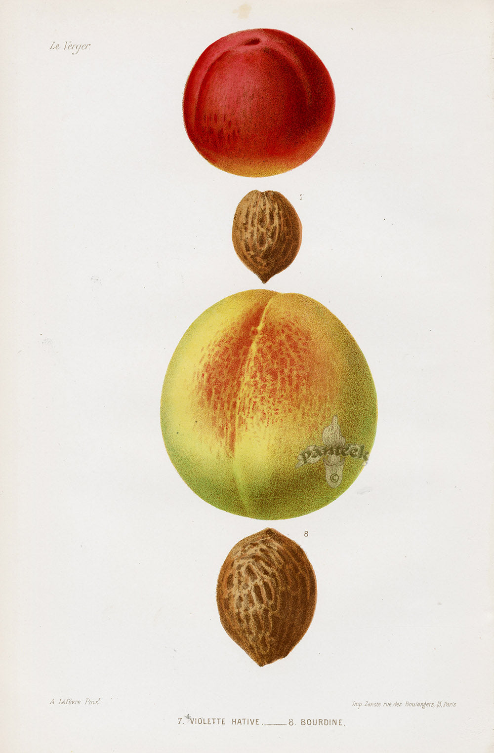 Mas Antique Fruit Print 1866 Violet, Bourdine Peaches