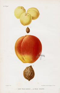 Mas Antique Fruit Print 1866 White, Egyptian Peach - Panteek Antique Prints