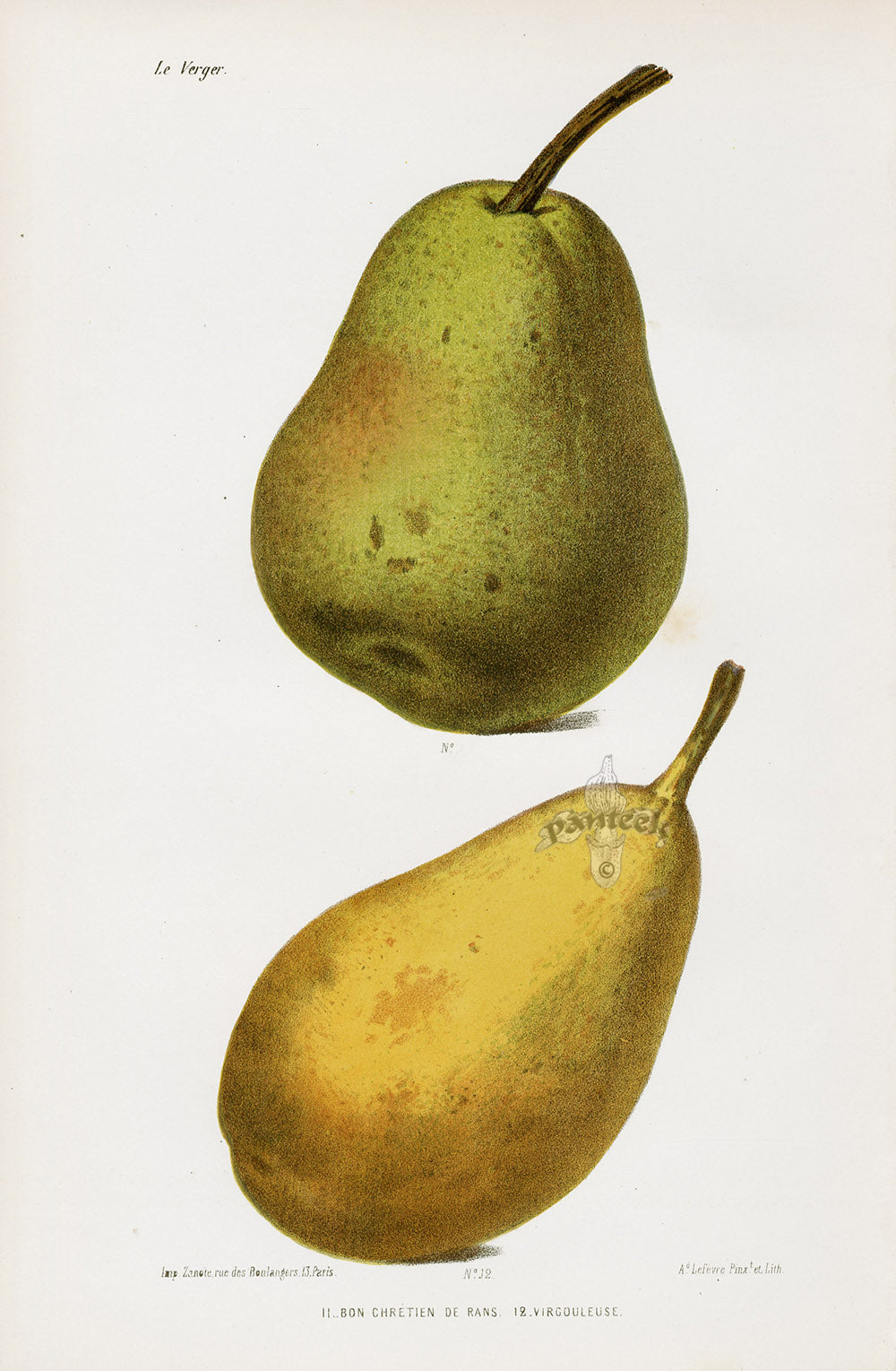 Mas Antique Fruit Print 1866 Williams, Virgouleuse Pears