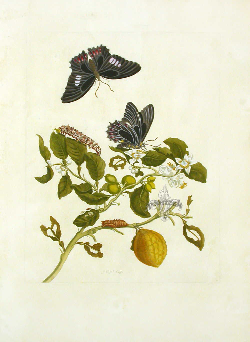 Merian Prints 1705 Lemon