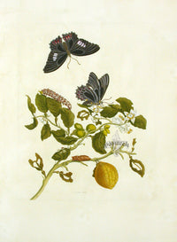 Merian Prints 1705 Lemon - Panteek Antique Prints