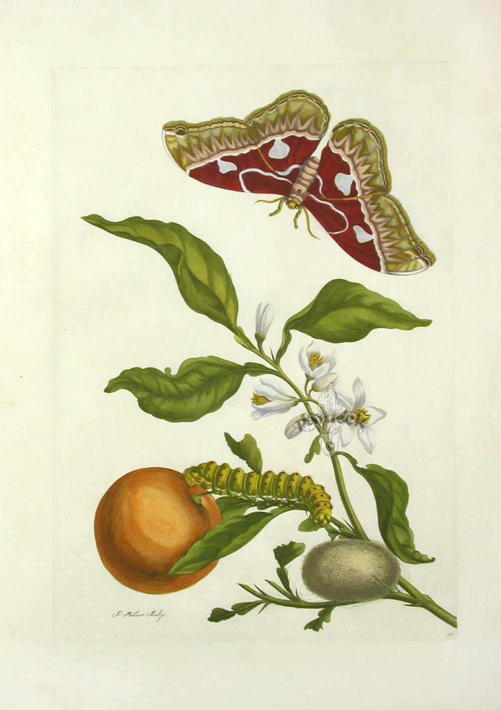 Merian Prints 1705 Orange