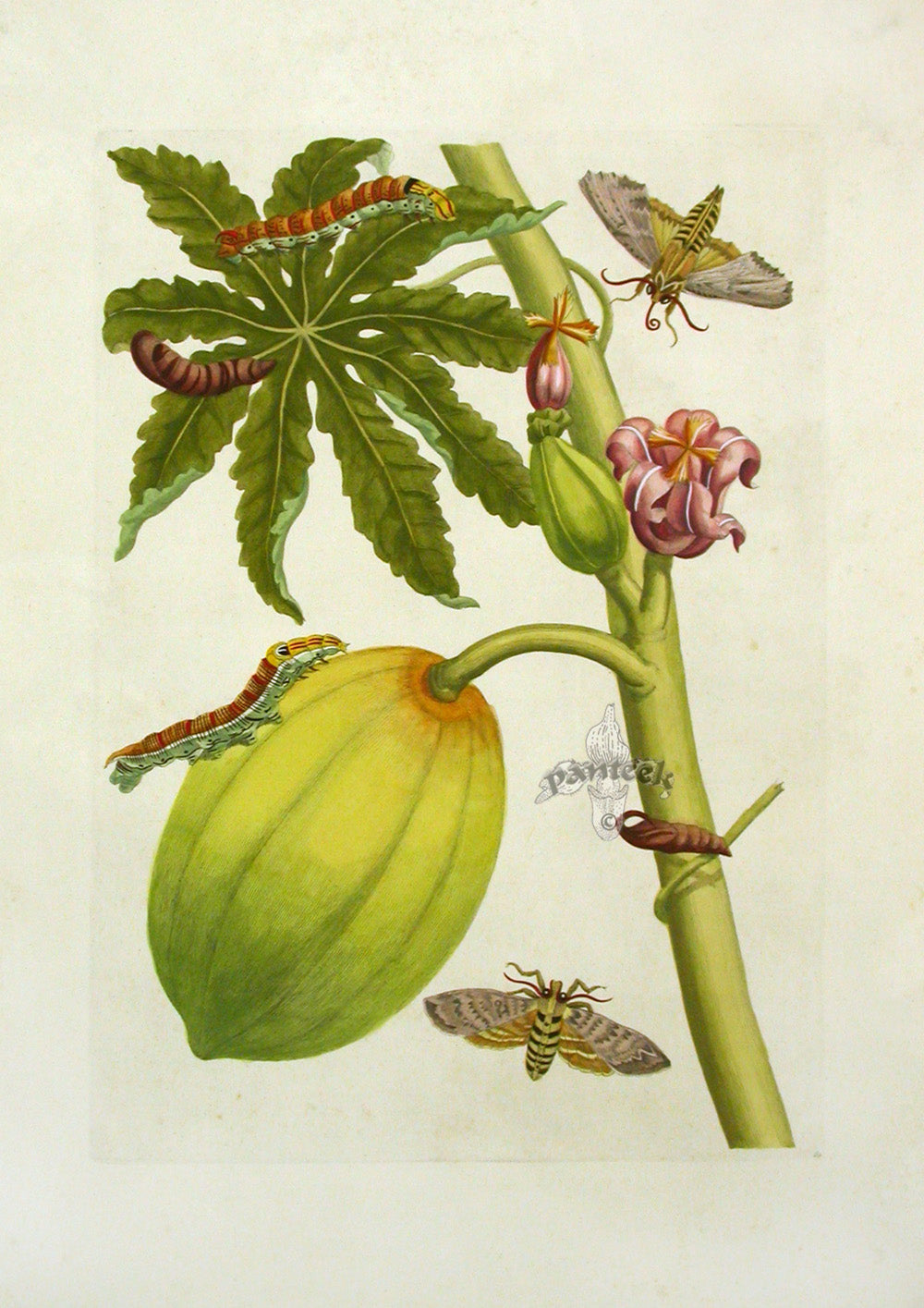 Merian Prints 1705 Papaya