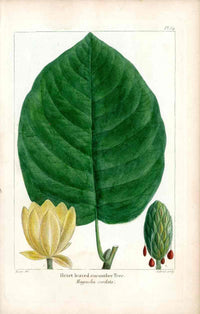 Michaux Sylva, Bessa & Redoute Tree Heart-leaved Magnolia Bessa - Panteek Antique Prints