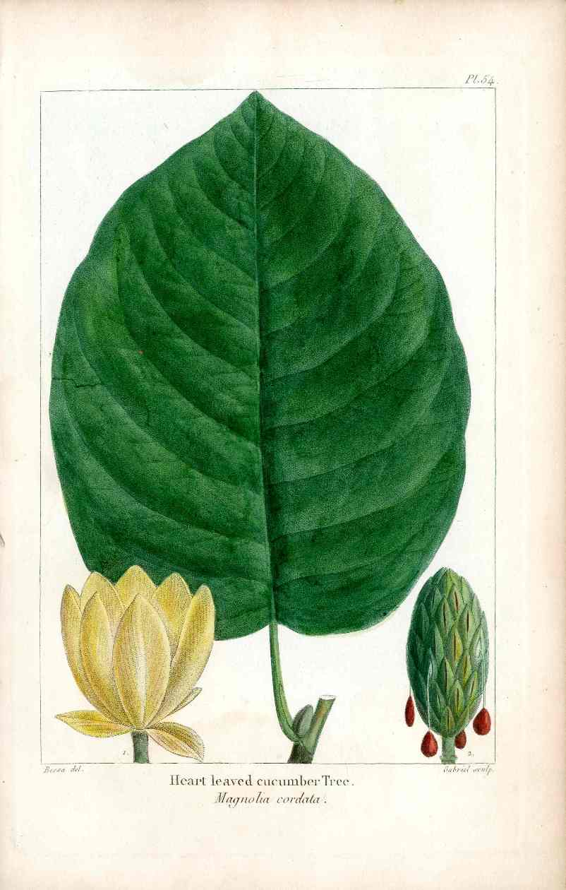 Michaux Sylva, Bessa & Redoute Tree Heart-leaved Magnolia Bessa