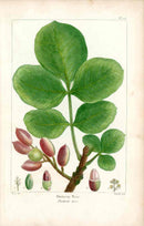 Michaux Sylva, Bessa & Redoute Tree Pistacia Tree Bessa - Panteek Antique Prints