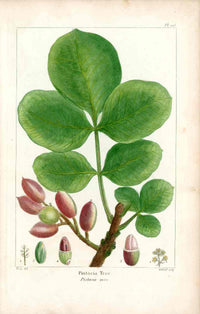 Michaux Sylva, Bessa & Redoute Tree Pistacia Tree Bessa - Panteek Antique Prints