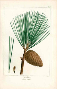 Michaux Sylva, Bessa & Redoute Tree Pitch Pine Bessa - Panteek Antique Prints