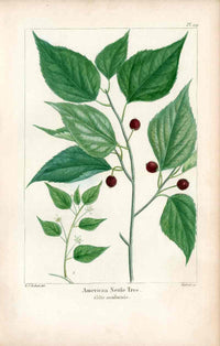 Michaux Sylva, Bessa & Redoute Tree Prints Amer. Nettle Tree Redoute - Panteek Antique Prints