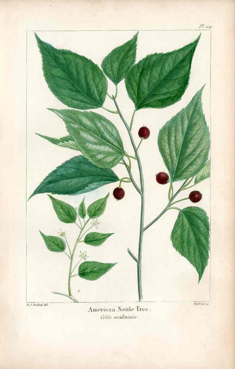 Michaux Sylva, Bessa & Redoute Tree Prints Amer. Nettle Tree Redoute