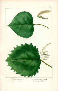 Michaux Sylva, Bessa & Redoute Tree Prints American Aspen - Panteek Antique Prints