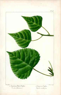 Michaux Sylva, Bessa & Redoute Tree Prints American Black Poplar - Panteek Antique Prints