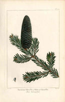 Michaux Sylva, Bessa & Redoute Tree Prints American Silver Fir - Panteek Antique Prints