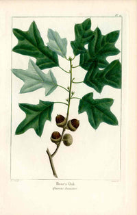 Michaux Sylva, Bessa & Redoute Tree Prints Bear's Oak Redoute - Panteek Antique Prints