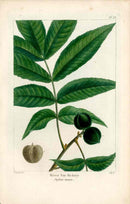 Michaux Sylva, Bessa & Redoute Tree Prints Bitter Nut Hickory - Panteek Antique Prints