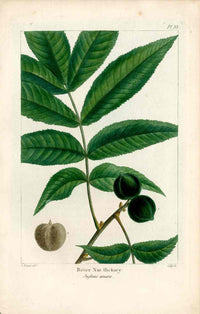 Michaux Sylva, Bessa & Redoute Tree Prints Bitter Nut Hickory - Panteek Antique Prints