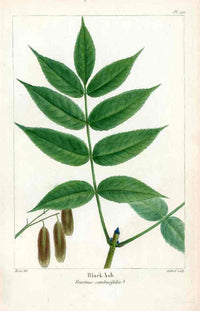 Michaux Sylva, Bessa & Redoute Tree Prints Black Ash - Panteek Antique Prints