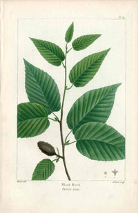 Michaux Sylva, Bessa & Redoute Tree Prints Black Birch - Panteek Antique Prints