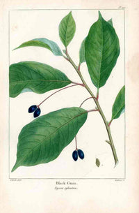 Michaux Sylva, Bessa & Redoute Tree Prints Black Gum - Panteek Antique Prints