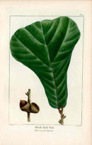 Michaux Sylva, Bessa & Redoute Tree Prints Black Jack Oak Redoute - Panteek Antique Prints