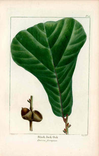 Michaux Sylva, Bessa & Redoute Tree Prints Black Jack Oak Redoute - Panteek Antique Prints