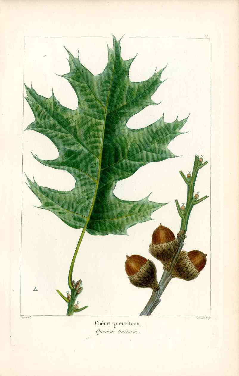 Michaux Sylva, Bessa & Redoute Tree Prints Black Oak Bessa