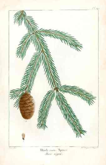 Michaux Sylva, Bessa & Redoute Tree Prints Black Spruce