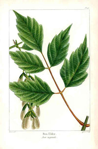 Michaux Sylva, Bessa & Redoute Tree Prints Box Elder - Panteek Antique Prints