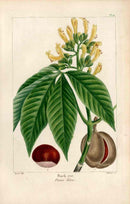 Michaux Sylva, Bessa & Redoute Tree Prints Buck Eye - Panteek Antique Prints