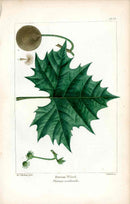 Michaux Sylva, Bessa & Redoute Tree Prints Button Wood Redoute - Panteek Antique Prints