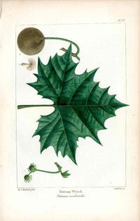 Michaux Sylva, Bessa & Redoute Tree Prints Button Wood Redoute - Panteek Antique Prints