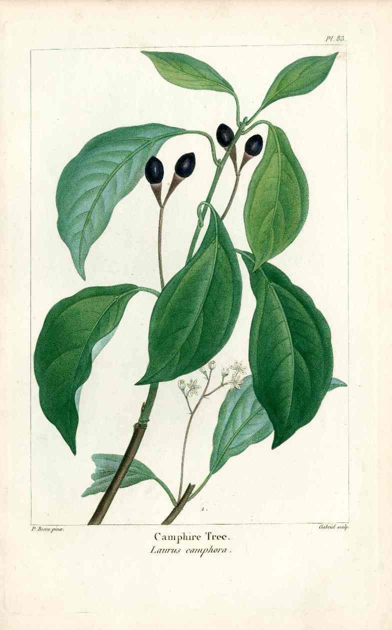 Michaux Sylva, Bessa & Redoute Tree Prints Camphor Tree
