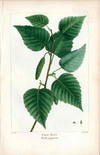 Michaux Sylva, Bessa & Redoute Tree Prints Canoe Birch - Panteek Antique Prints
