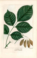 Michaux Sylva, Bessa & Redoute Tree Prints Carolian Ash - Panteek Antique Prints