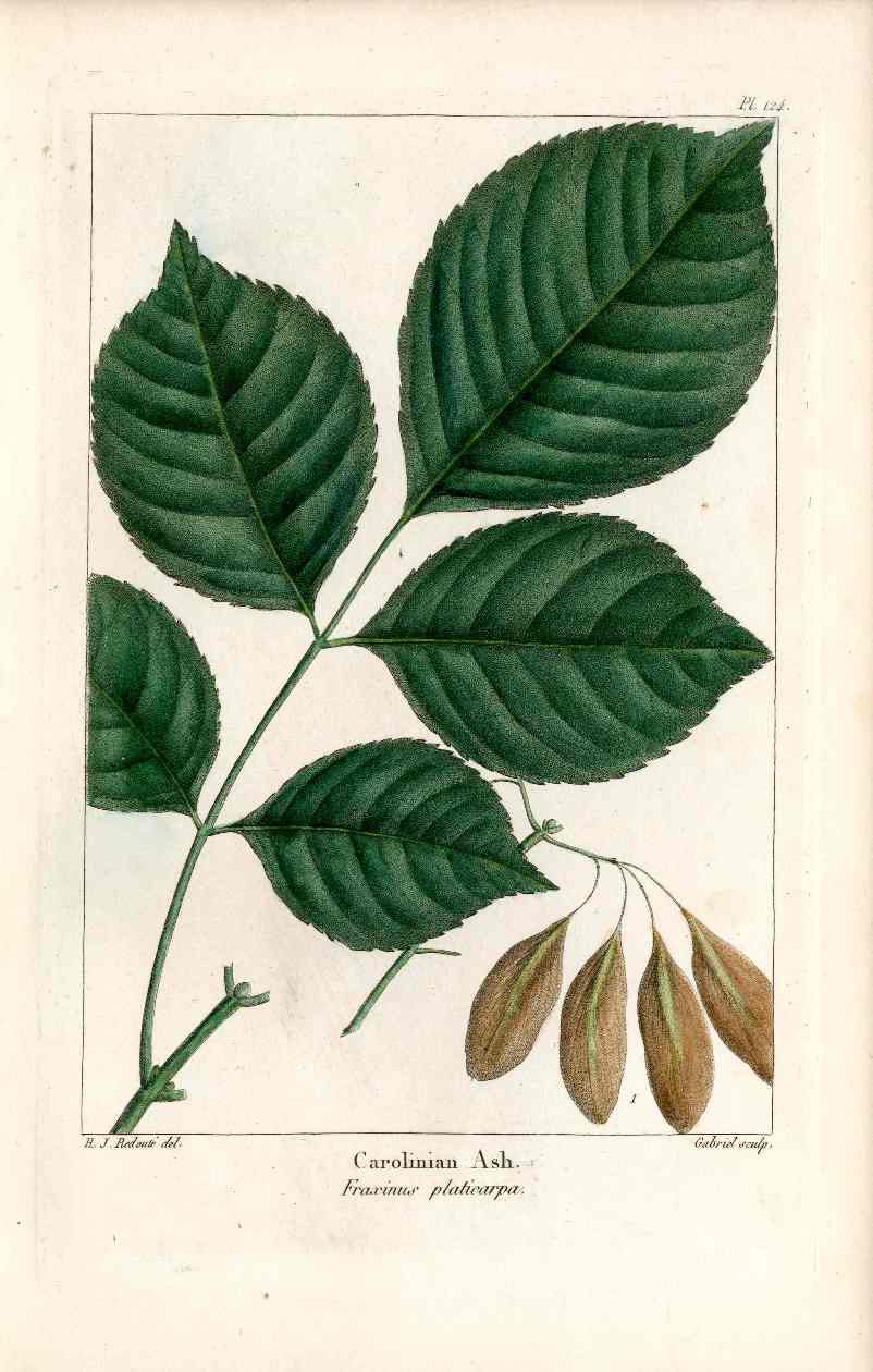 Michaux Sylva, Bessa & Redoute Tree Prints Carolian Ash