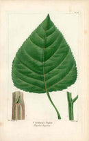 Michaux Sylva, Bessa & Redoute Tree Prints Carolian Poplar by Redoute - Panteek Antique Prints