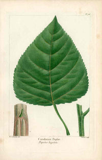 Michaux Sylva, Bessa & Redoute Tree Prints Carolian Poplar by Redoute - Panteek Antique Prints