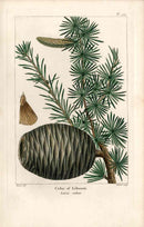 Michaux Sylva, Bessa & Redoute Tree Prints Cedar of Lebanon Bessa - Panteek Antique Prints