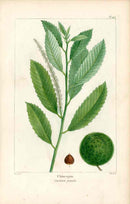 Michaux Sylva, Bessa & Redoute Tree Prints Chincapin Bessa - Panteek Antique Prints