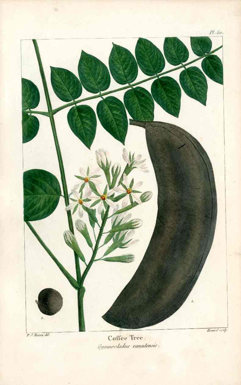 Michaux Sylva, Bessa & Redoute Tree Prints Coffee Tree