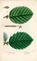 Michaux Sylva, Bessa & Redoute Tree Prints Common & Black Alder - Panteek Antique Prints