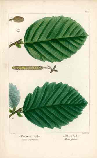 Michaux Sylva, Bessa & Redoute Tree Prints Common & Black Alder