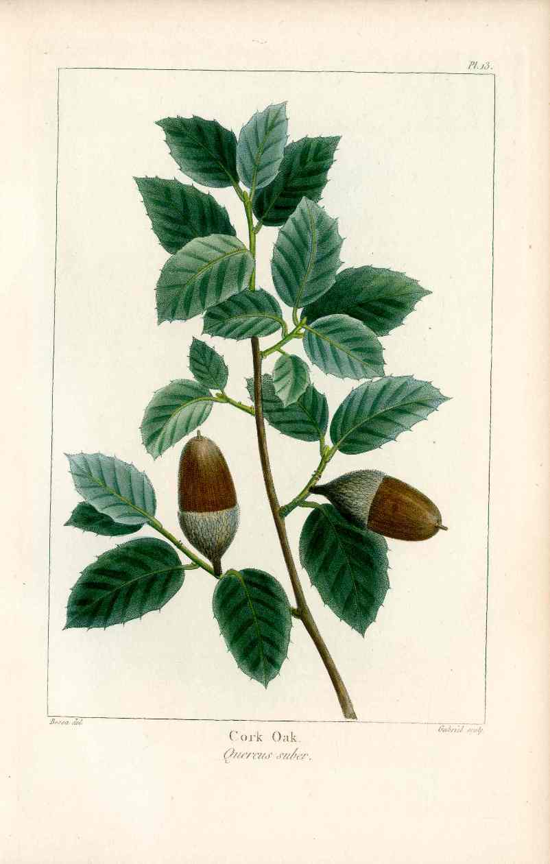 Michaux Sylva, Bessa & Redoute Tree Prints Cork Oak