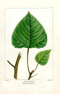 Michaux Sylva, Bessa & Redoute Tree Prints Cotton Wood - Panteek Antique Prints