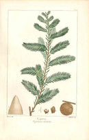 Michaux Sylva, Bessa & Redoute Tree Prints Cypress - Panteek Antique Prints