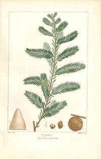 Michaux Sylva, Bessa & Redoute Tree Prints Cypress - Panteek Antique Prints