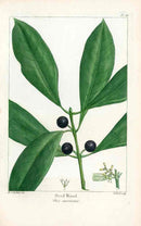 Michaux Sylva, Bessa & Redoute Tree Prints Devil Wood - Panteek Antique Prints